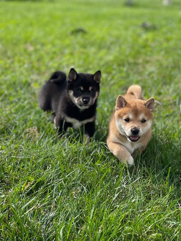 Come posso insegnare a un cucciolo di Shiba Inu a non mordere durante il gioco?